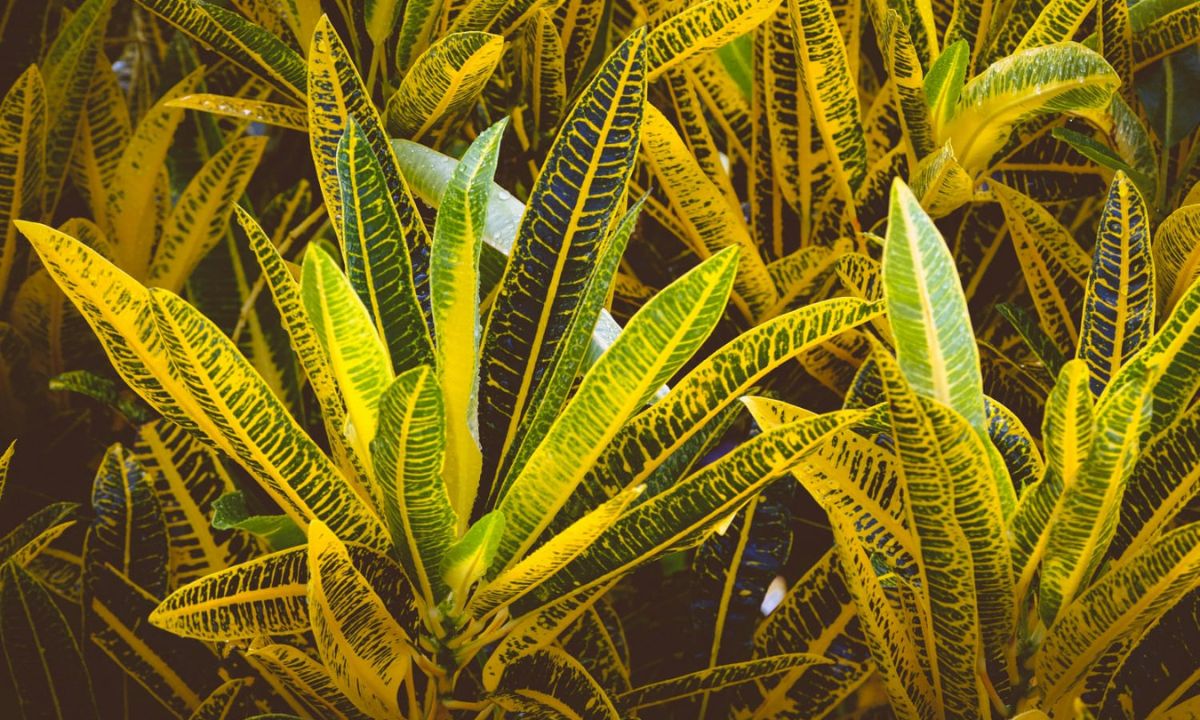 What Are The 5 Mistakes You Should Avoid While Planting A Money Plant?