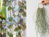 10 Gorgeous Hanging Plants To Brighten Every Corner Of Your Home!