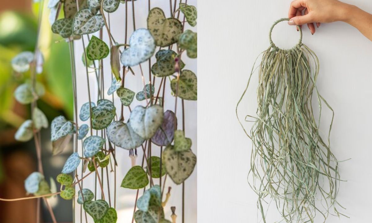 10 Gorgeous Hanging Plants To Brighten Every Corner Of Your Home!