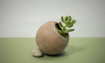 5-reasons-why-jade-plant-is-perfect-for-people-who-are-busy-super-easy-to-look-after-doesnt-need-much-light-more