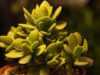 5 Reasons Why Jade Plants Are Perfect For Busy People!