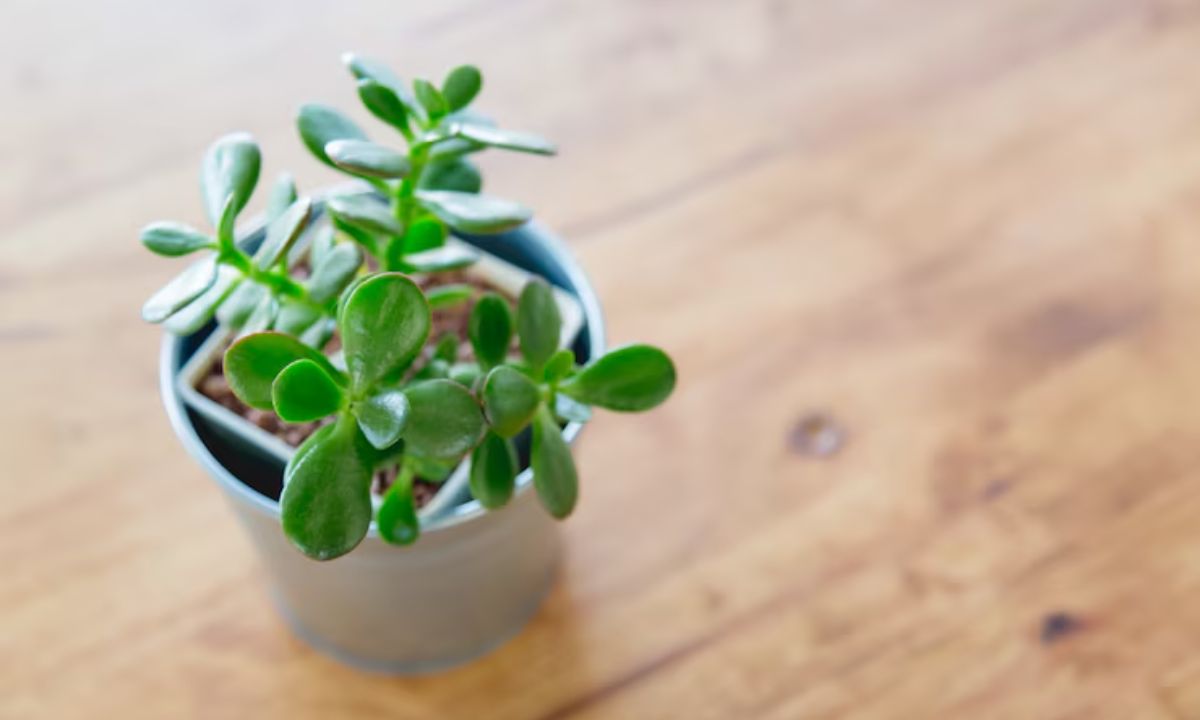 Vastu Tips: Best Places to Keep a Jade Plant in Your Home for Wealth and Positivity