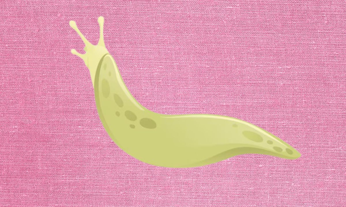 In a typical session, medical-grade leeches are placed on your face, usually in areas where circulation is poor.