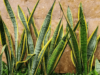 Where And How To Grow A Healthy Snake Plant