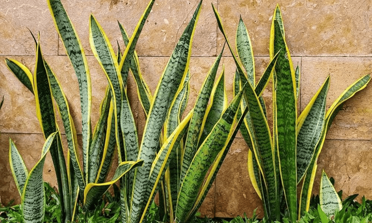 Where And How To Grow A Healthy Snake Plant