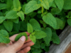 5 Ways Lemon Balm Can Help You Lead A Better Lifestyle