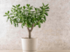 Here’s How You Can Grow A Jade Plant At Home From Just One Leaf!