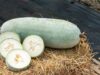 Does Drinking Ash Gourd Juice Every Day In Summer Help Your Gut Health? Here’s What We Know