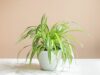 5 Reasons Why You Should Keep A Spider Plant In Your Kitchen
