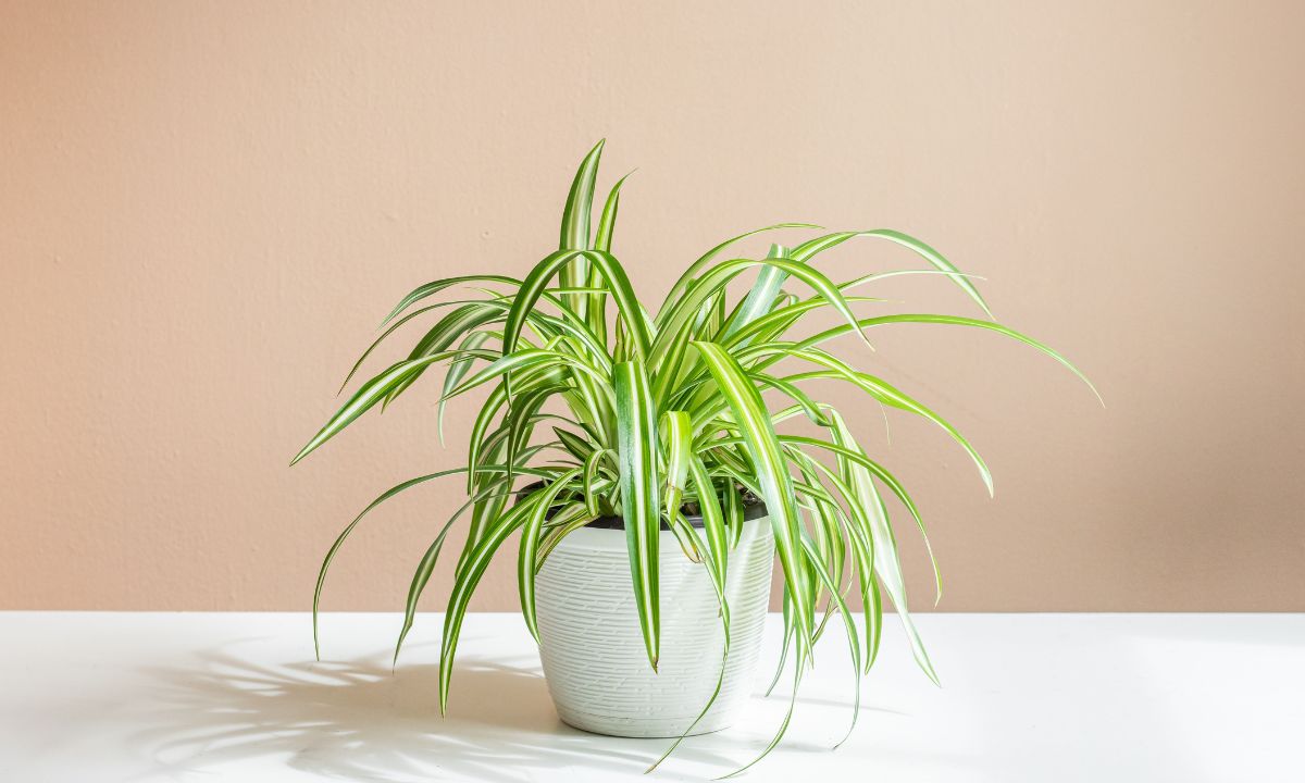 5 Reasons Why You Should Keep A Spider Plant In Your Kitchen