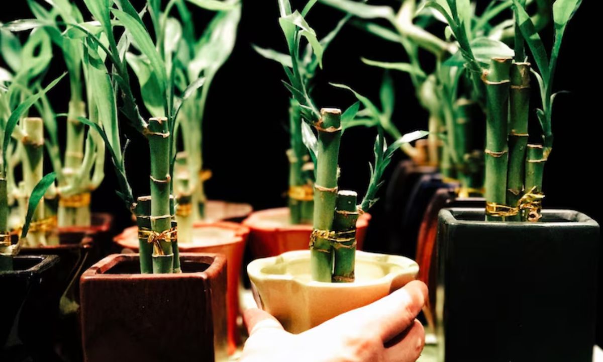 5 Reasons Why Lucky Bamboo Plant Is The Perfect Low-Maintenance Indoor Plant You Need!