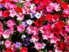 5 Small Flowers That Are Perfect For Your Home Balcony