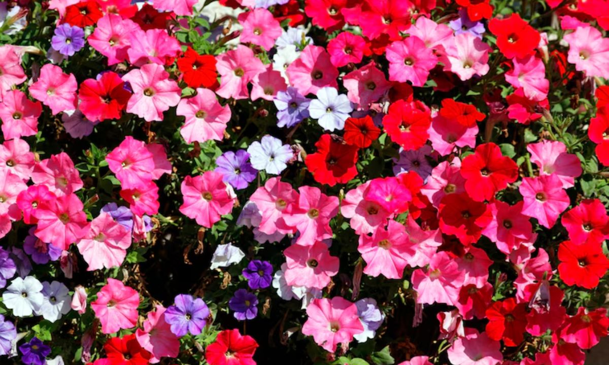 morebeautyImage