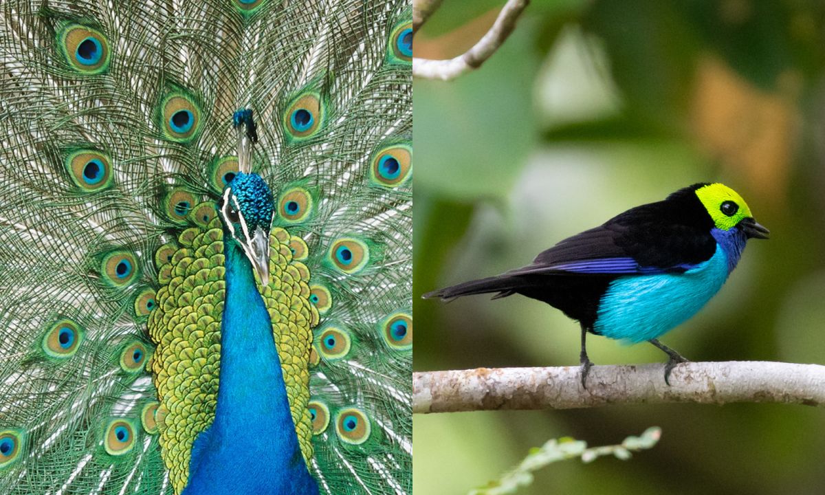 indian-peafowl-paradise-tanager-stunning-birds-you-should-know-about