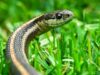 Organic Methods To Keep Your Garden Safe From Snakes