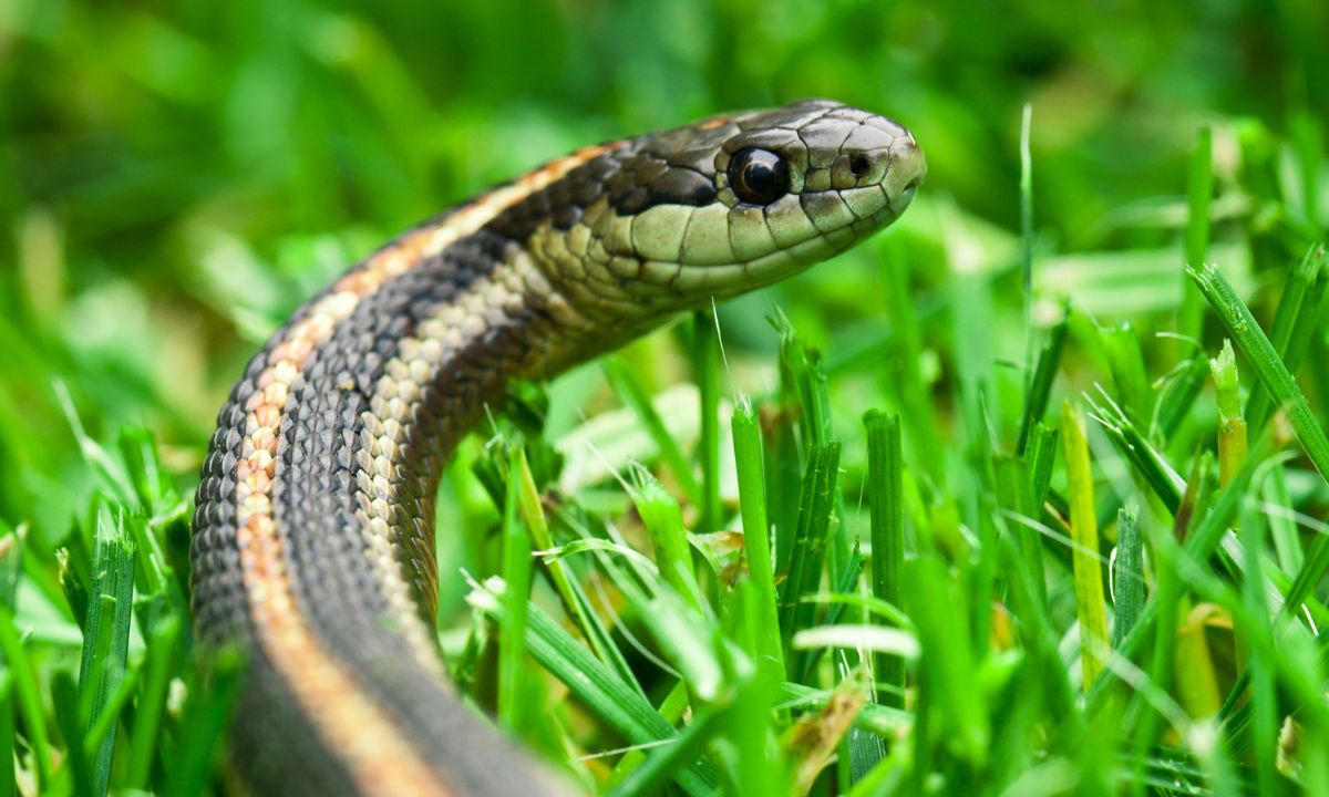 Organic Methods To Keep Your Garden Safe From Snakes Organic Methods To Keep Your Garden Safe From Snakes