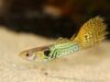 Did You Know That These 5 Fishes Are Best for Home Aquariums?