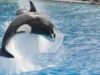 Fact Check: Jessica Radcliffe Was Not Killed By An Orca; Here’s What Really Happened