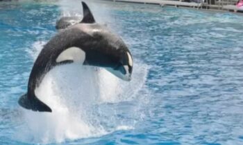 Fact Check: Jessica Radcliffe Was Not Killed By An Orca; Here's What Really  Happened | Hauterrfly