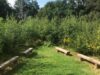 10 Easy Steps To Grow A Mini Forest On Your Terrace