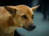 All We Know About Supreme Court’s Verdict On Stray Dogs In Delhi