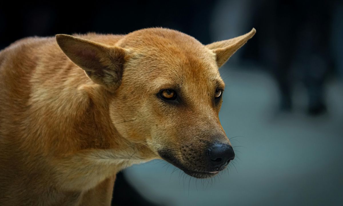 All We Know About Supreme Court’s Verdict On Stray Dogs In Delhi