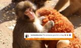 Here’s Why The Internet Is Feeling Sad For Viral Japanese Monkey Punch