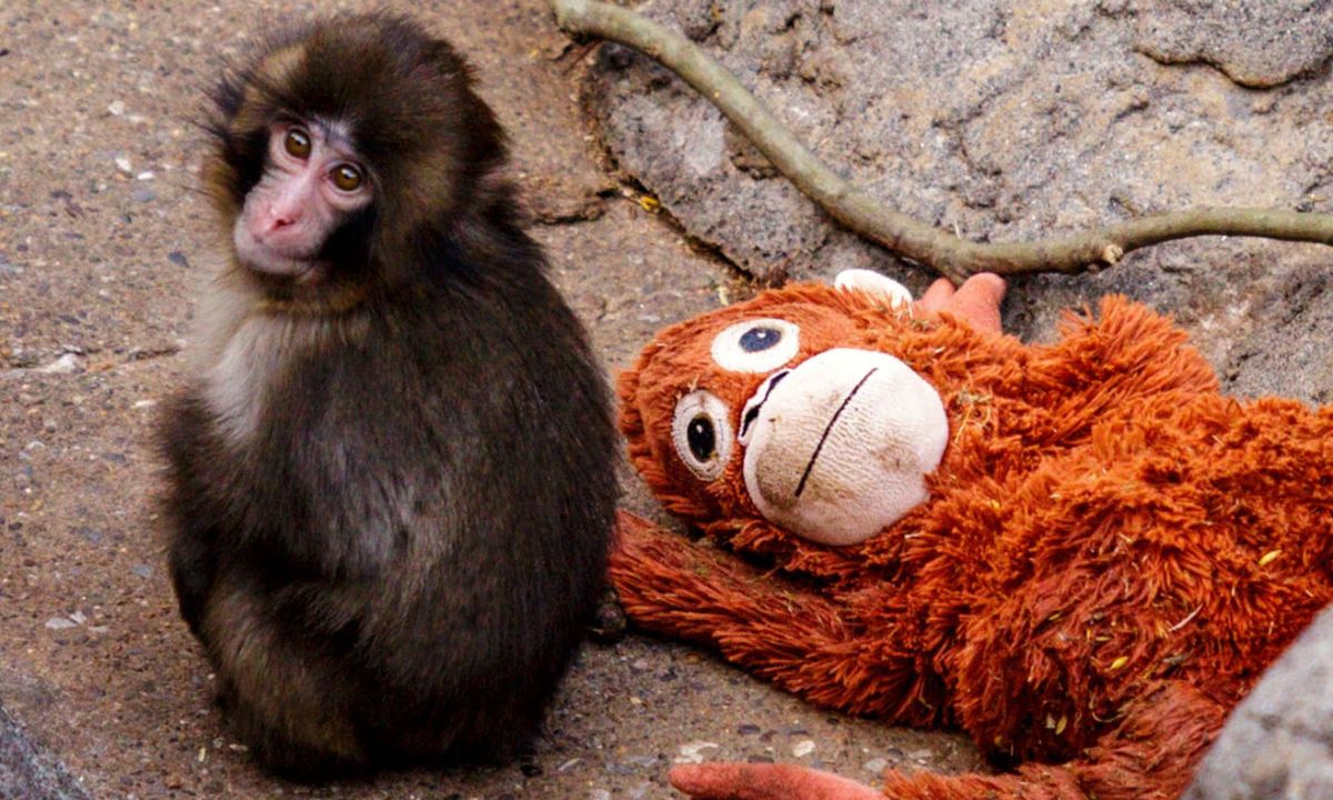 Here’s Why Viral Japanese Monkey Punch’s Mother Abandoned Him. Reason Inside