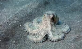cientists Reveal 300-Million-Years Old Fossil Isn’t World’s Oldest Octopus But THIS Animal! cientists Reveal 300-Million-Years Old Fossil Isn’t World’s Oldest Octopus But THIS Animal!