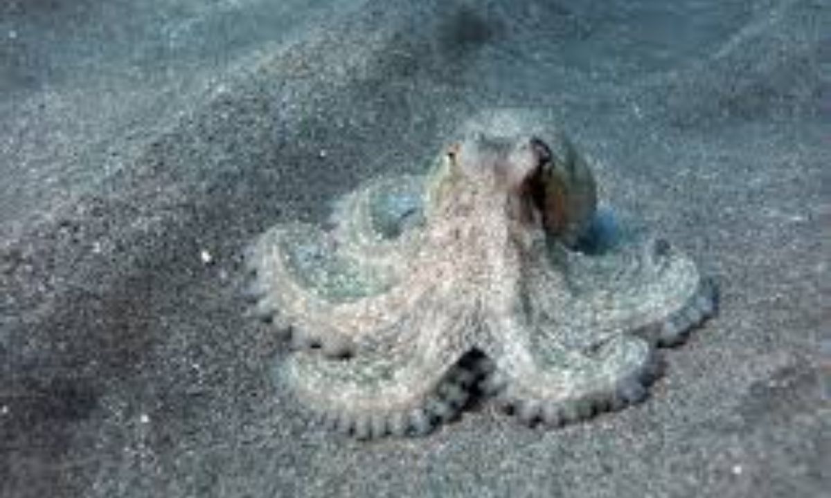 Scientists Reveal 300-Million-Years Old Fossil Isn’t World’s Oldest Octopus But THIS Animal!