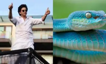 Two Snakes Turn Up At Shah Rukh Khan’s Mannat; One Rescued Another Missing